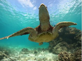 海亀遭遇率は高確率です、是非とも海亀との想い出shotお楽しみに♪