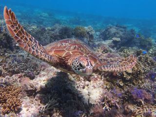 大人気の海亀ツアーと、期間限定のサトウキビ搾りジュース体験ツアーです!!