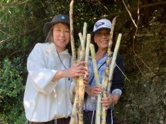 晴れていれば、実際にサトウキビを刈り取る作業体験も出来ますよ