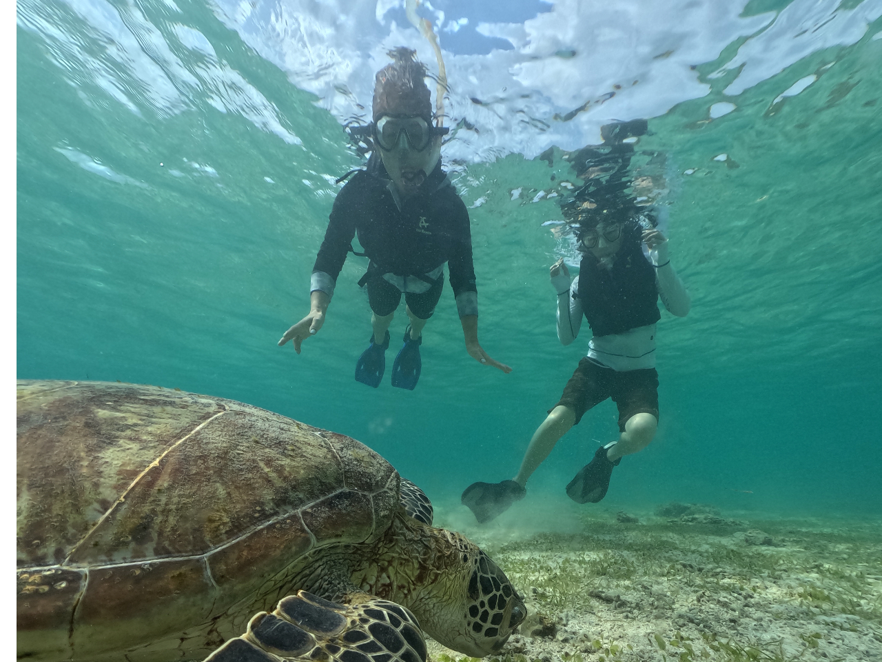 しっかり海亀さんとも泳いで頂きますっ