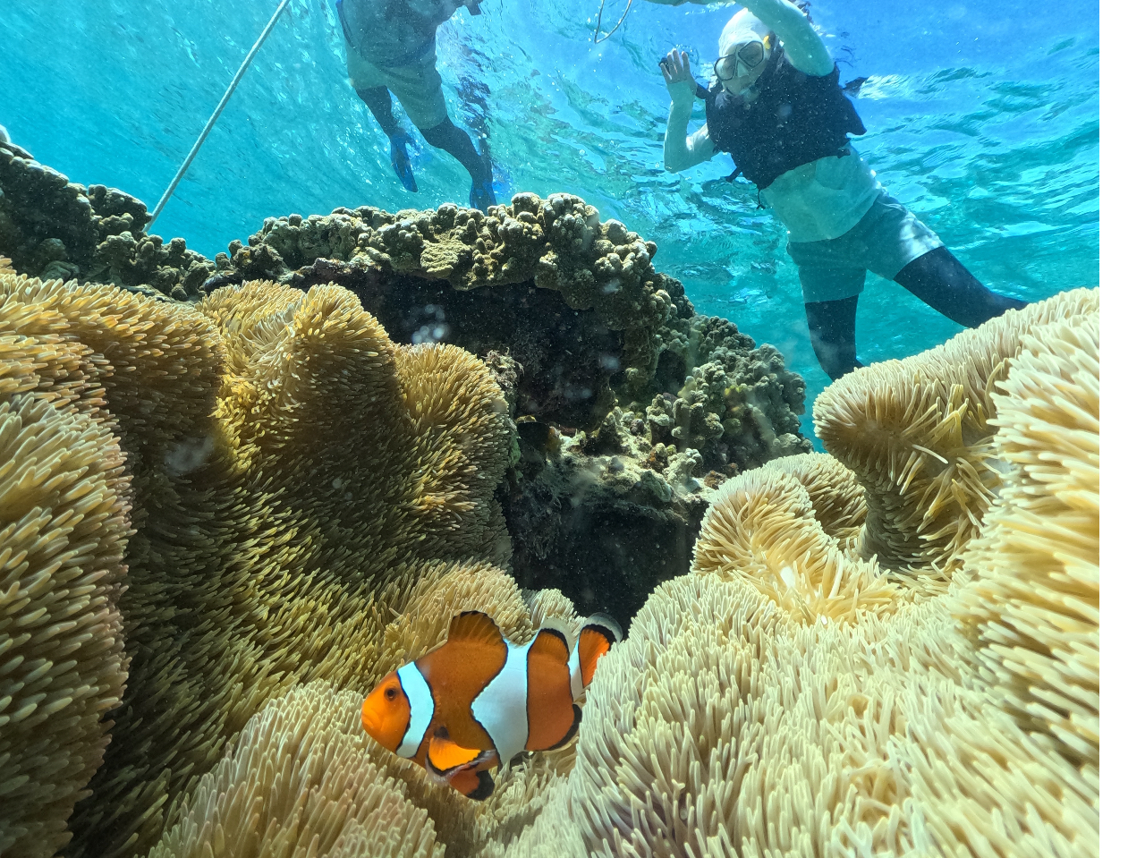 可愛いカクレクマノミも観れますっ