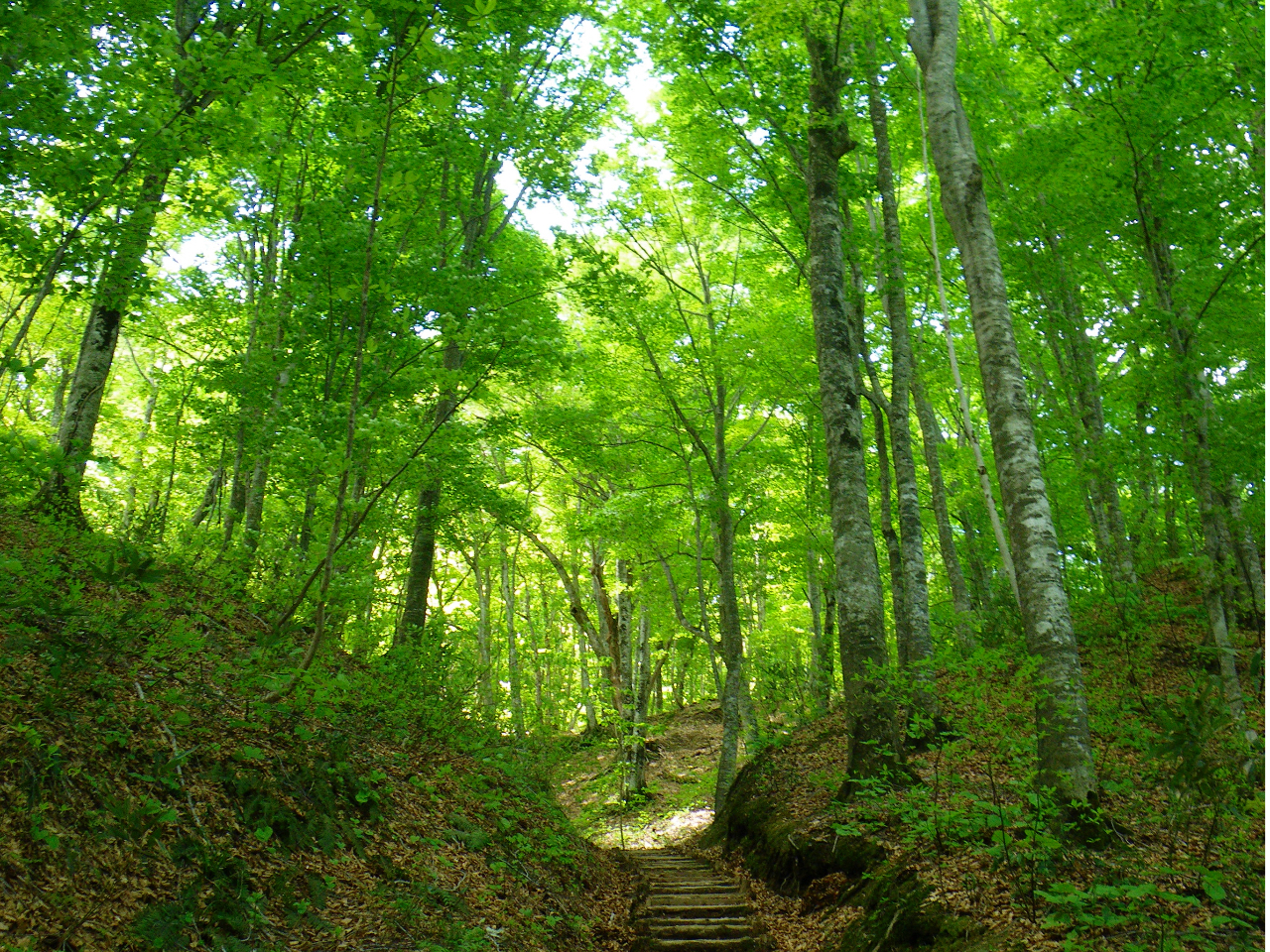 【9:15出発・2名様より催行】世界遺産の径「ブナ林散策道」満喫コース