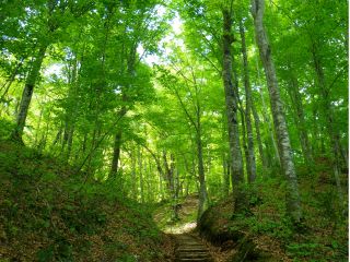 ブナ林は緑のカーテンで覆われています。