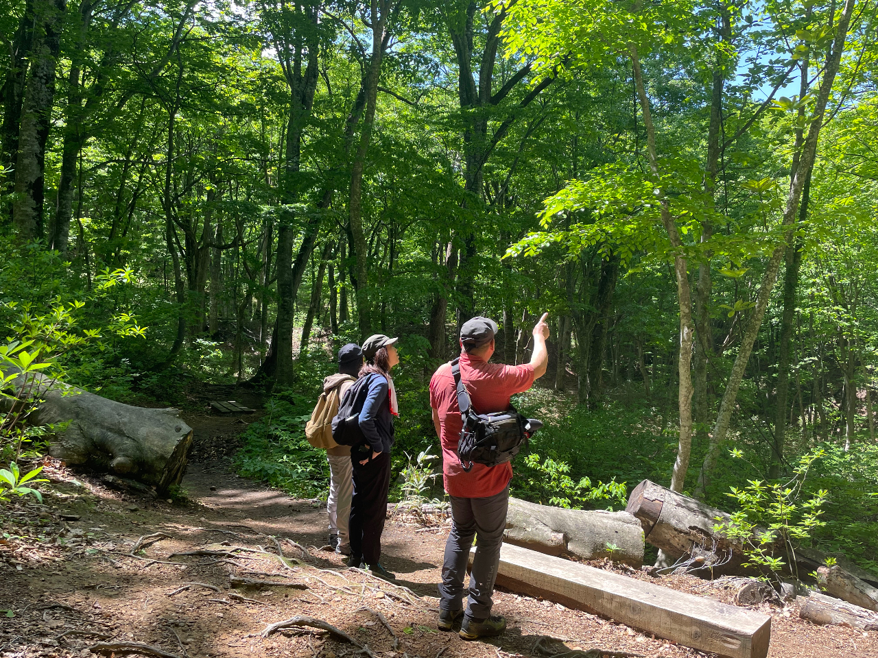 【プライベートプラン】世界遺産の径ブナ林散策道コース