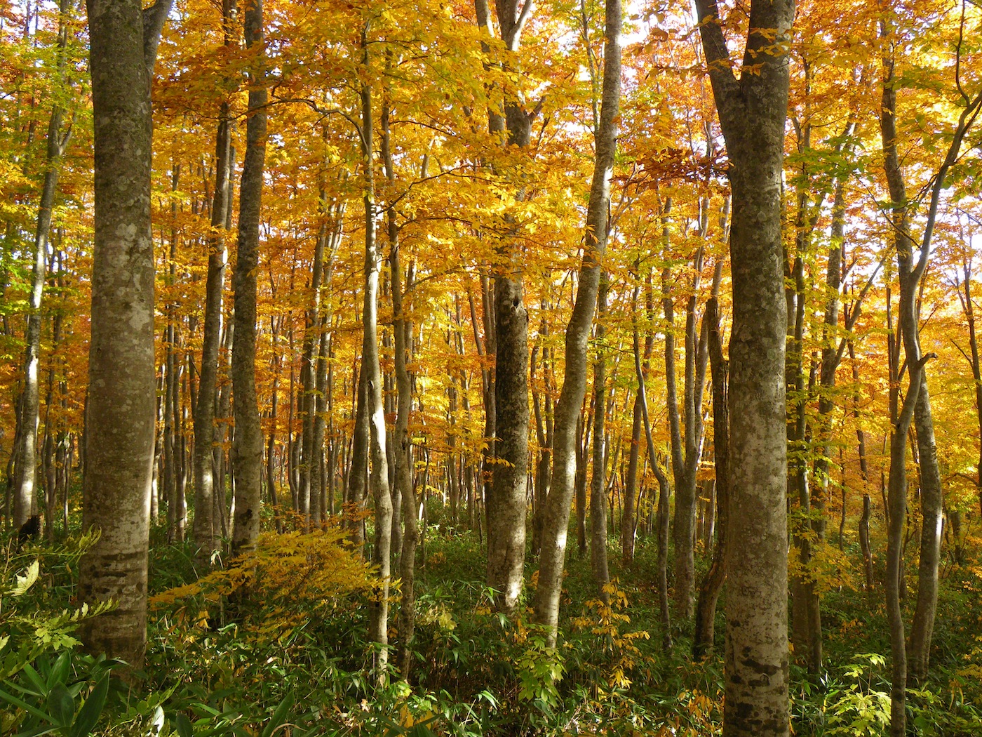 <当日予約OK>【9:45出発】世界遺産の径「ブナ林散策道」満喫コース