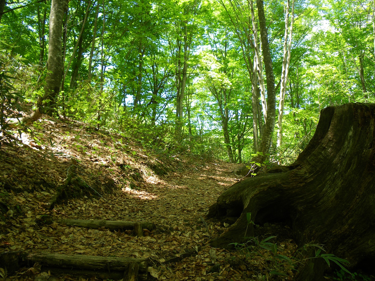 腐葉土が敷き詰められた径