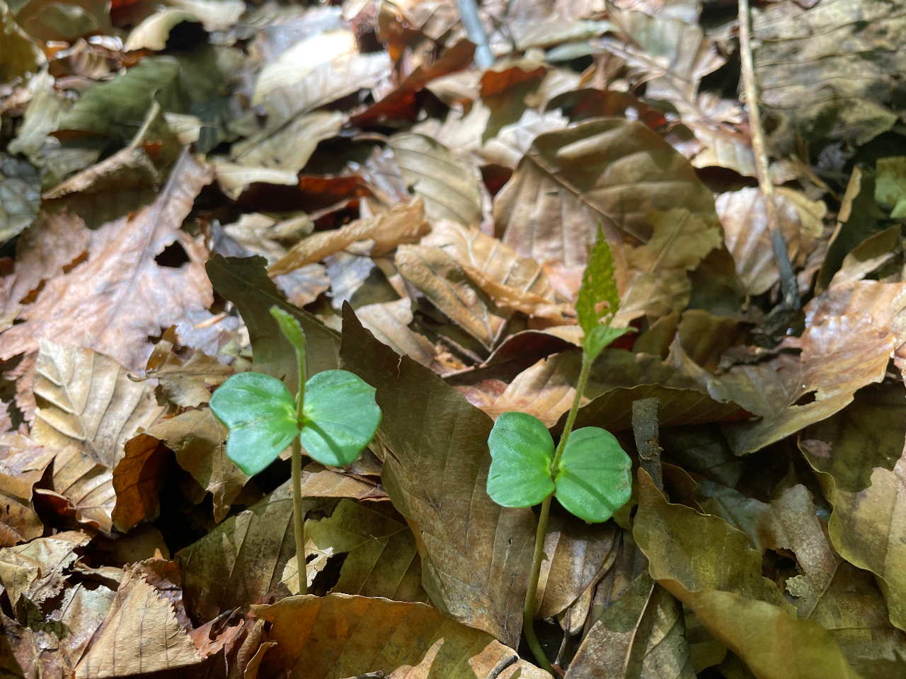 ブナの赤ちゃんが顔を出していますよ。