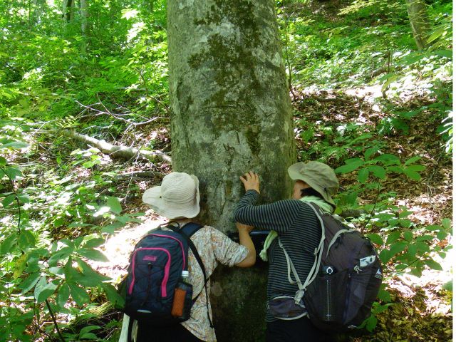 ブナの鼓動が聞こえるかな?