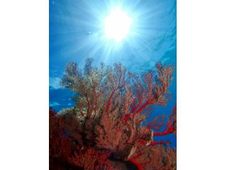 パナリの海は、まるで竜宮城〜!
一度潜ると、次回もリクエストしたくなるほどの、究極の癒しポイントです^^