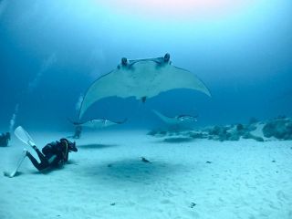 砂地に現れるマンタは、川平とはまた違った大変美しい光景が広がっています!