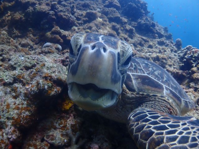 海の生き物もたくさん☆テレビでしか見た事のないようなお魚にも沢山出会えるかも!