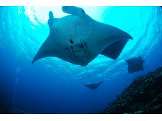 石垣島と言えば、マンタですね!こんなシーンが見れたらラッキー☆