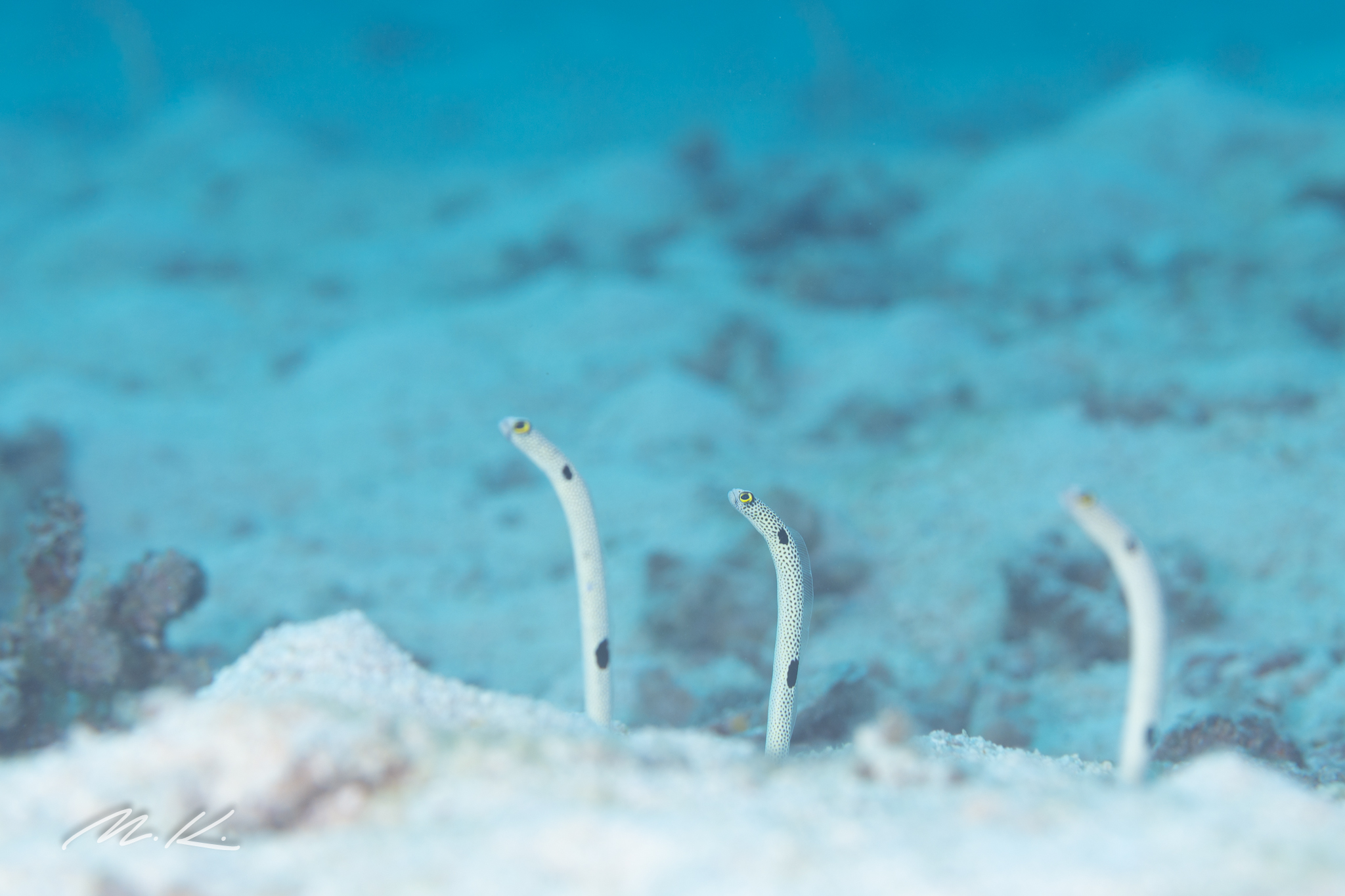 lC̃`AiSBĂ݂̂􂨋ql񋟂ʐ^OO