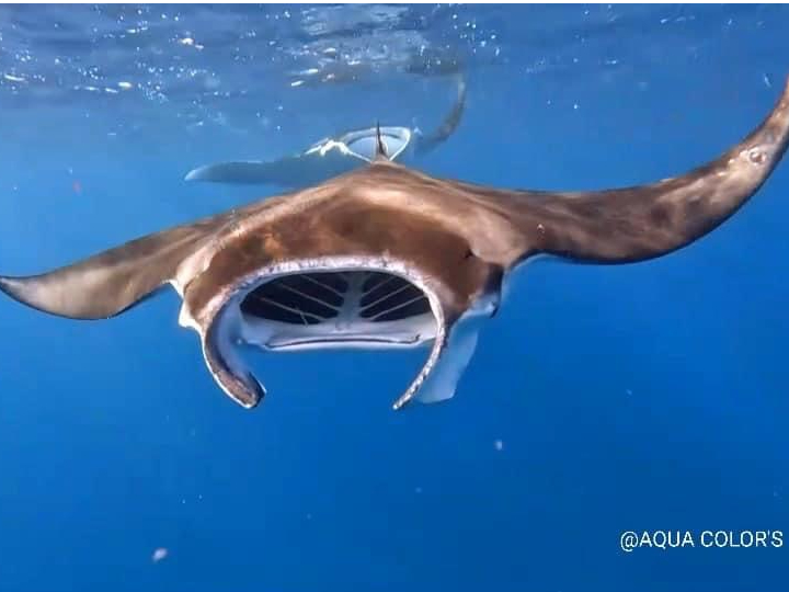 |Cg͂̓̊CŁF̓́u}^vBo烉bL[