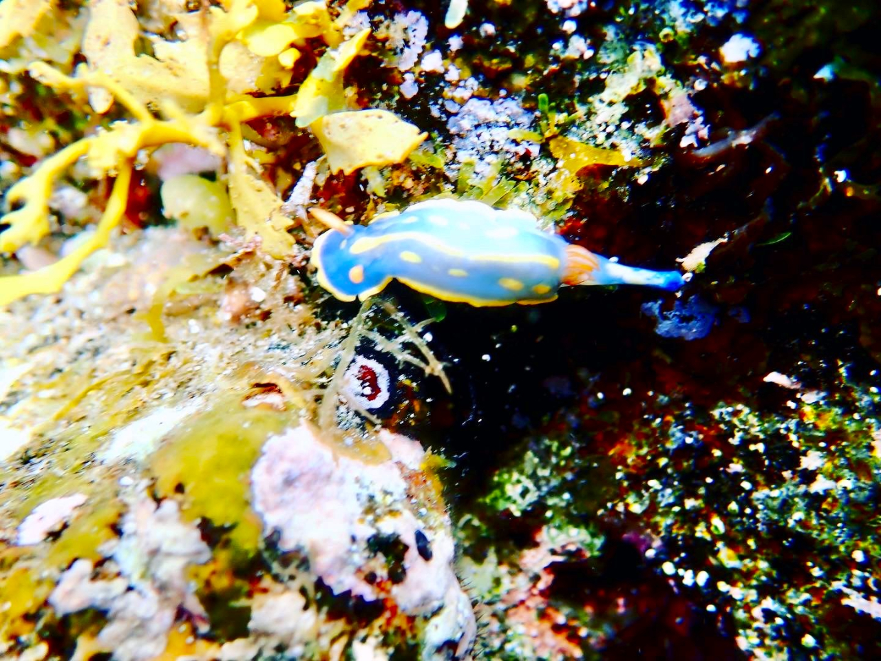 AIE~EVȂǁAlXȃE~EV܂B݂ȂŒTČĂˁB