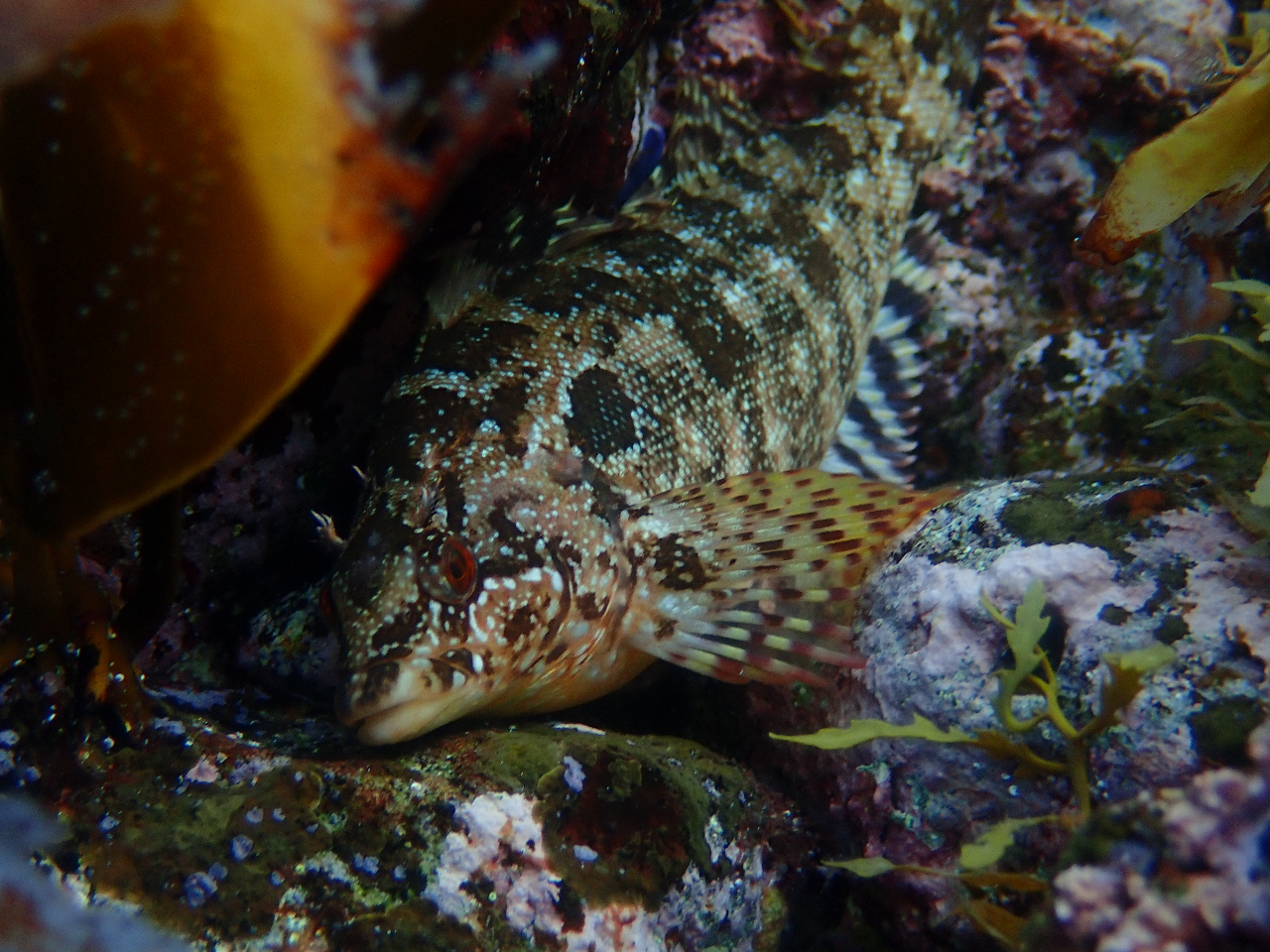 ACiAAtVETLqgfȂǁACXgN^[FXƁAĂ܂B