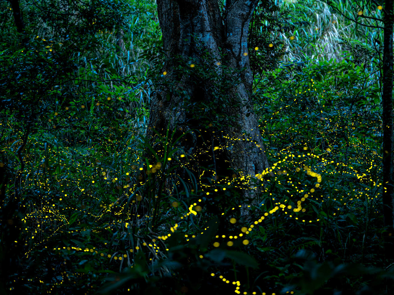 1����30�������̎��R�̃C���~�l�[�V����