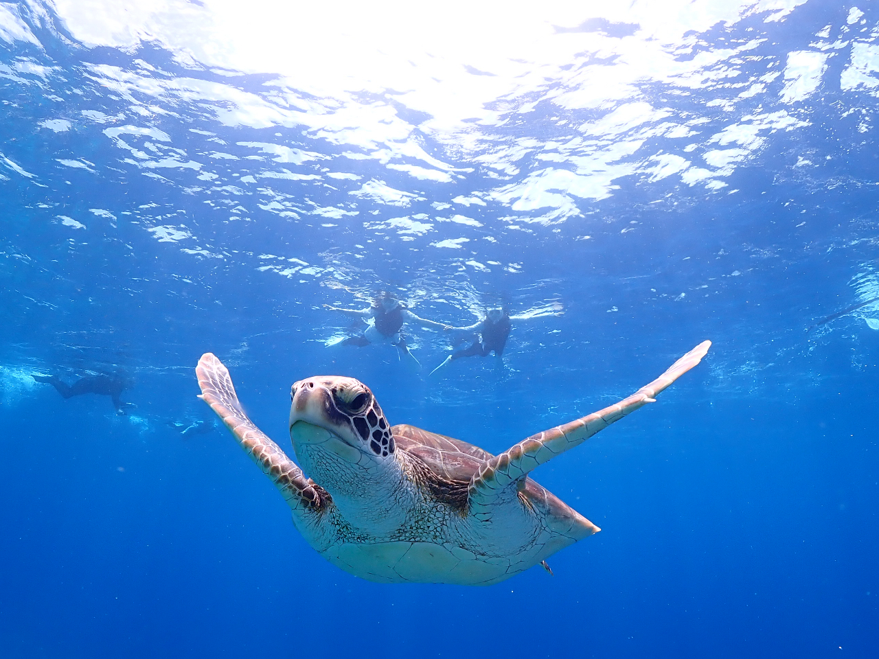 ̍|CgŃE~KTVm[PBE~K201xpɊCʂɏオ܂B̑pV[͉Ĉł