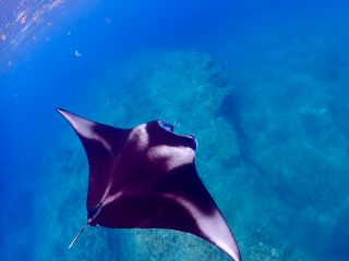 プランクトンを食べに水面までマンタが上がってくる!大迫力!