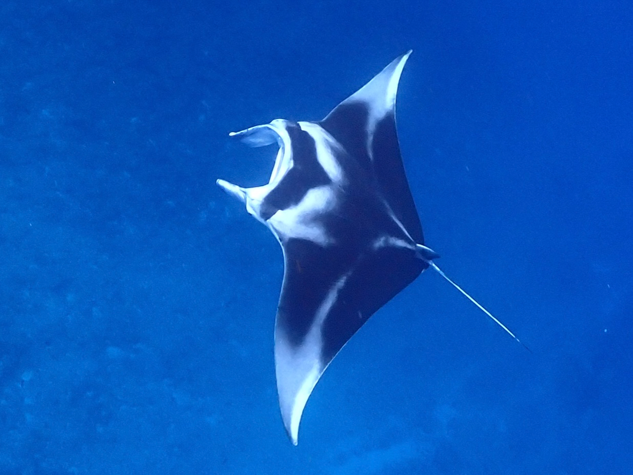 ���ʂ܂ŏオ���Ă��Ă����̂ŃV���m�[�P���������߁I