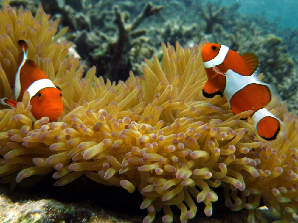 C̃AChAꂭ܂݂̂ɉɂ`IiCł͂܂݂̂Ȃ|CgɂȂꍇ܂Bj