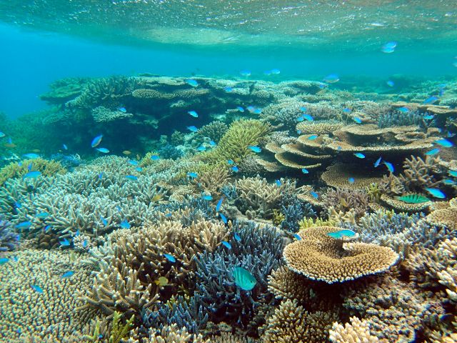ポイント移動し国内最大級の珊瑚礁へ!まるで水族館の中で泳いでいるような錯覚に... 初心者の方、お子様にも安心して泳げる当日一番穏やかなポイントへご案内します!