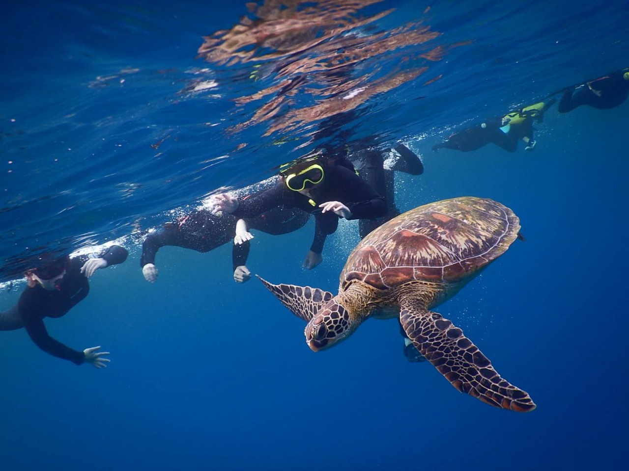 ウミガメが息継ぎするタイミングでこんな画像が撮れちゃう事もあります♪