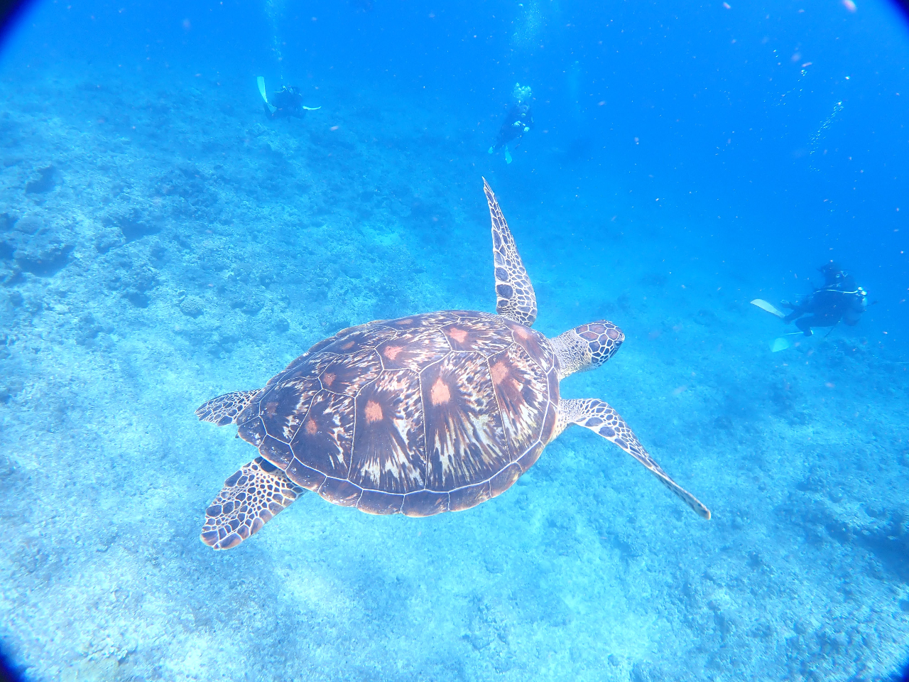 }^̎ɐlC̃JIJ|Cgł́AmŏoB