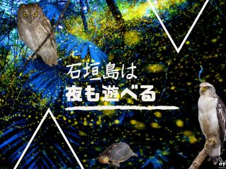石垣島の大自然は夜も魅力がいっぱい!夜の生き物たちを楽しむナイトウォッチツアーです!
