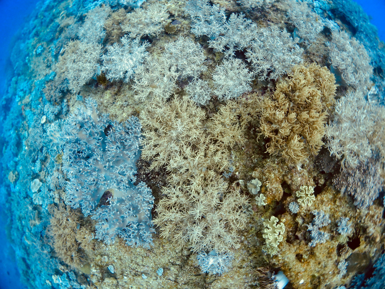 \tgR[ƌĂ΂FƂǂŉԂ̂悤Ȍ`̃TSLłI