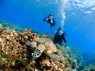 ケラマ諸島でダイビングもシュノーケリングもどっちも満喫したい方におすすめ!2ダイブできるので違った景色を見たりウミガメに会えるチャンスもあります♪