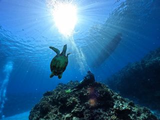 ケラマ諸島でダイビングもシュノーケリングもどっちも満喫したい方におすすめ!2ダイブできるので違った景色を見たりウミガメに会えるチャンスもあります♪