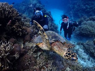ライセンスなし&未経験の方もOK!きれいなケラマ諸島の海でご家族・カップル・友人とダイビングに挑戦してみましょう。シュノーケリングもできる一日ツアーです。