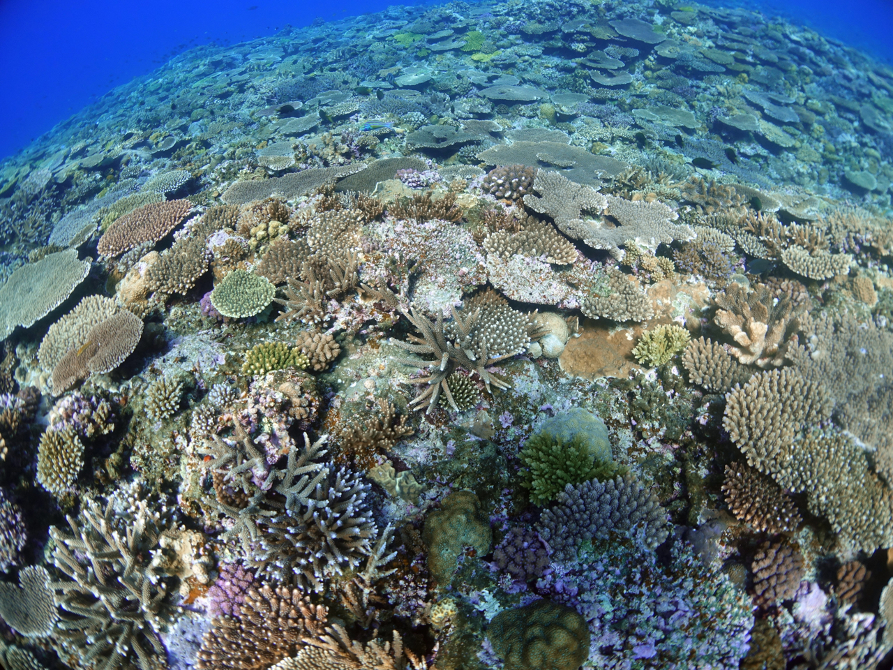 ʂɍLJtȃTSʁB{̊Cł͒X邱ƂłȂ̊C̋MdȌiłI