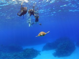 ウミガメに会える確率も高いケラマ諸島の海