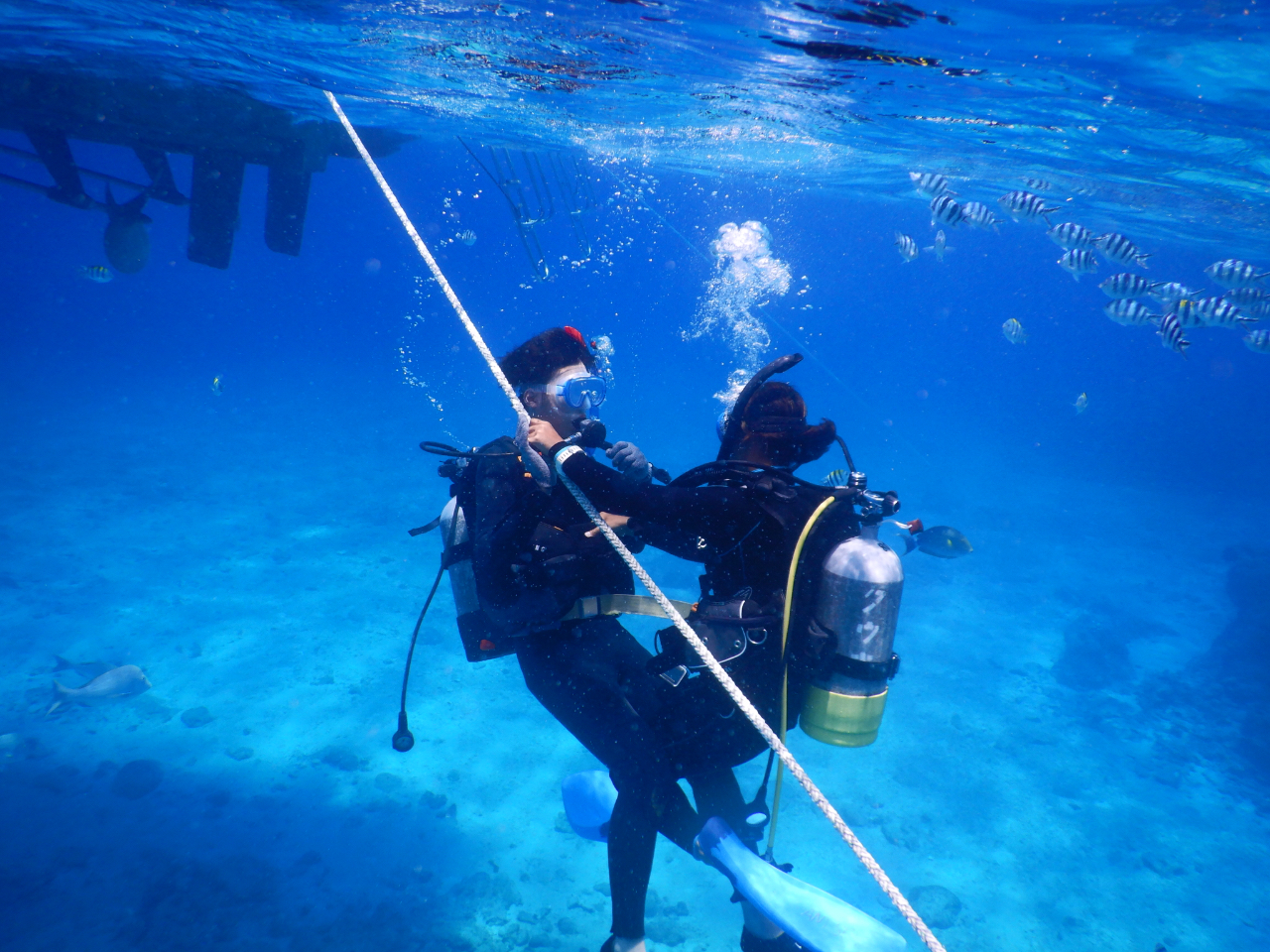 ô1{ڂ͑D̎̐󂢏Ŏ̒mFȂėK܂傤I