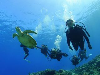 ケラマ諸島で3回ダイビング!ライセンスはないけどダイビングメインでたくさん潜りたい方におすすめです!ウミガメと写真を撮れる可能性UP☆