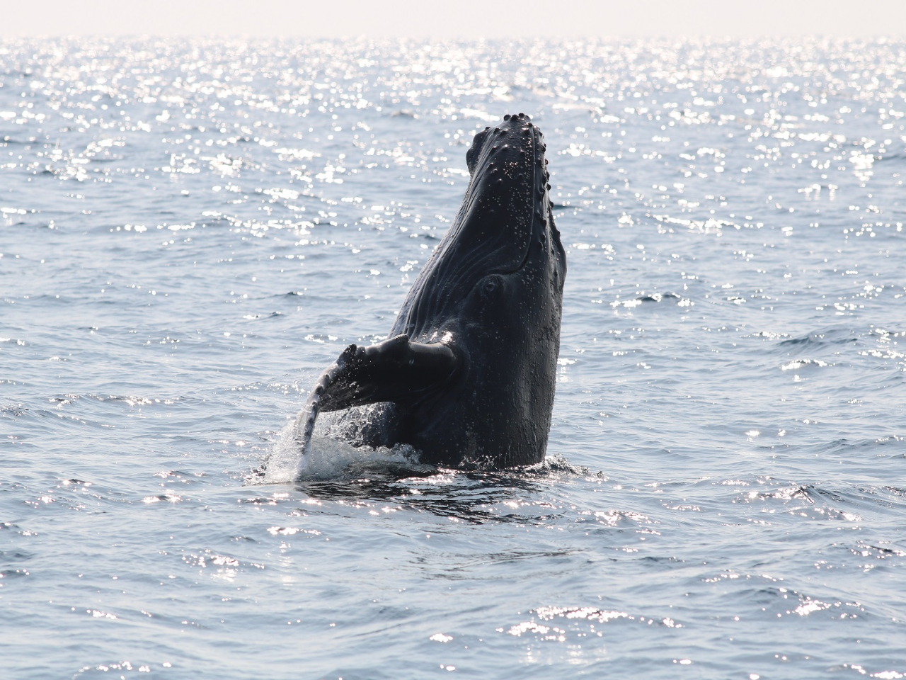 ώ@łuUgENWv͓~̊Ԃ̉Cփp[gi[ToŸׂɖNVĂ܂B