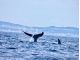本島近海〜チービシ諸島周辺の海域をクジラをさがしながら運航します