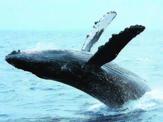 運が良ければクジラのジャンプ(ブリーチ)に遭遇できることも!