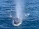 天気がいいとクジラのブロウ(潮)がはっきり見られます!