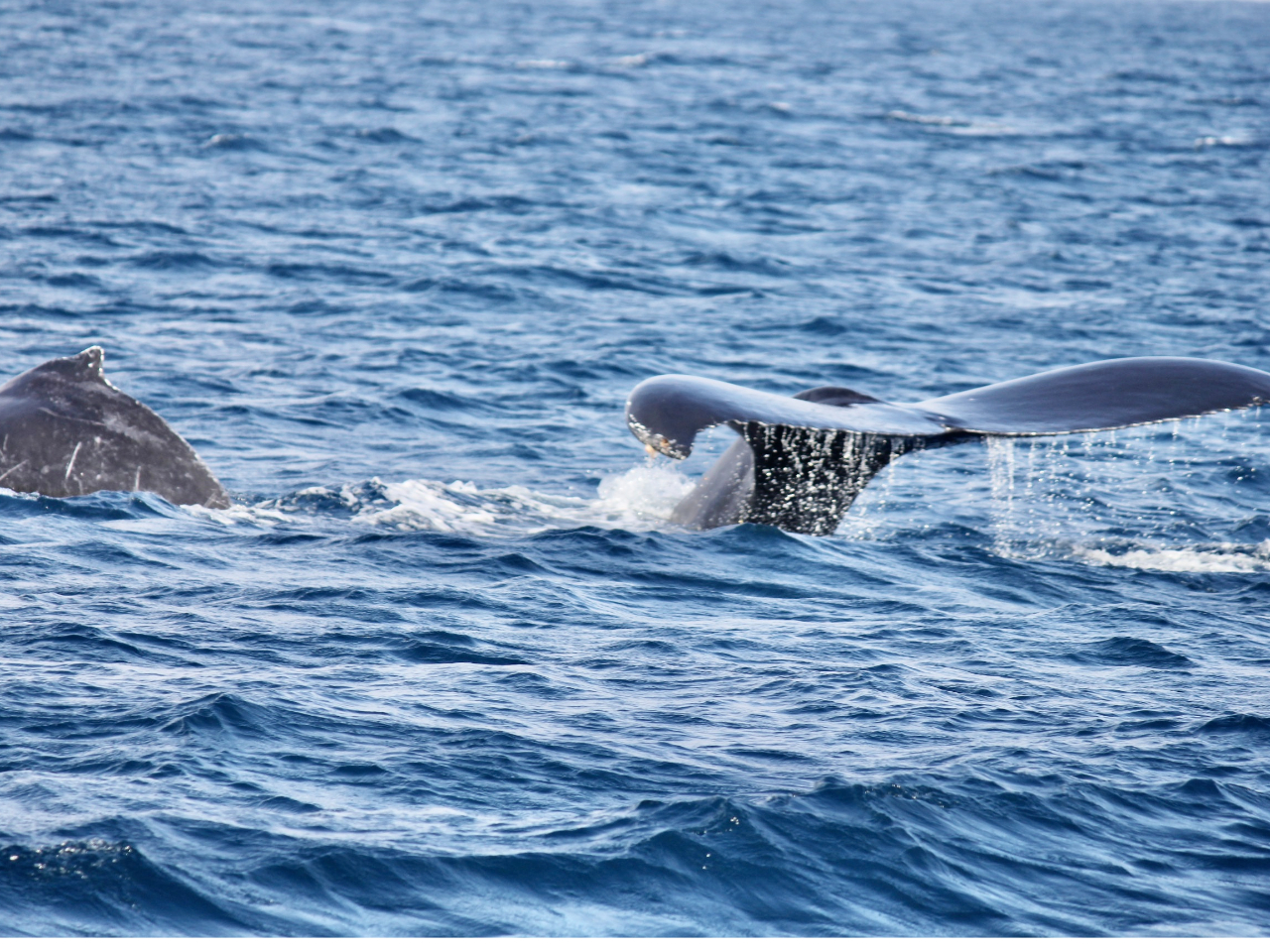 �{���ߊC�`�`�[�r�V�������ӂ̊C����N�W�����������Ȃ���^�q���܂�