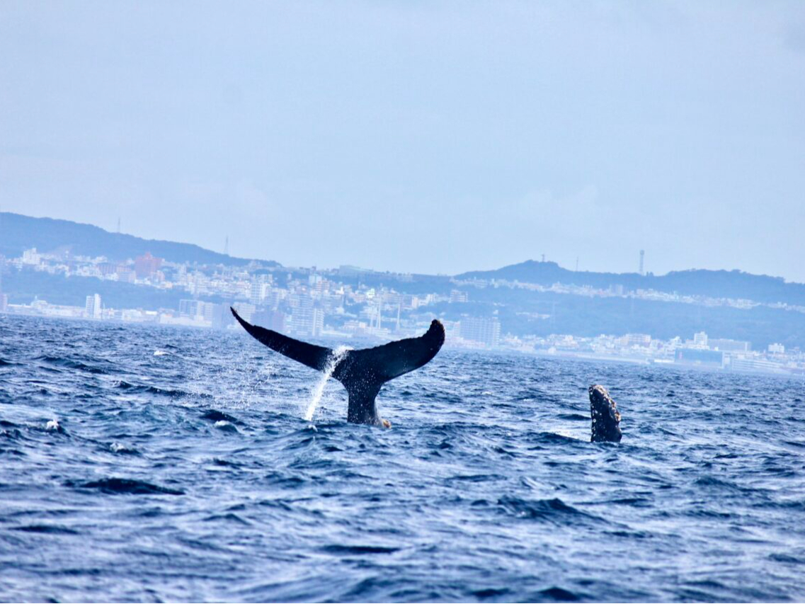 �{���ߊC�`�`�[�r�V�������ӂ̊C����N�W�����������Ȃ���^�q���܂�