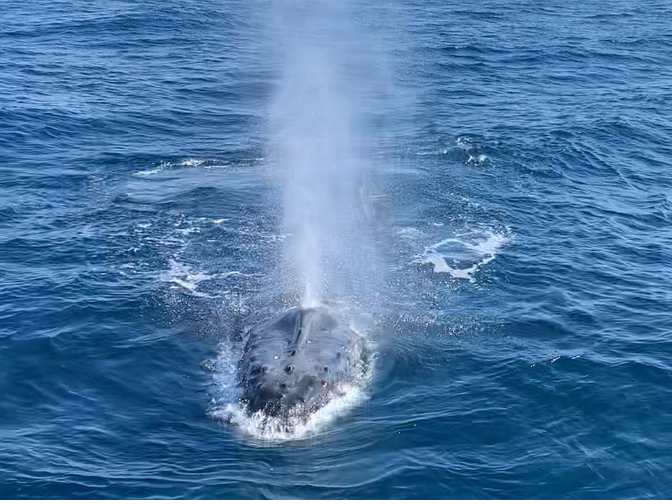 �V�C�������ƃN�W���̃u���E�i���j���͂����茩���܂��I