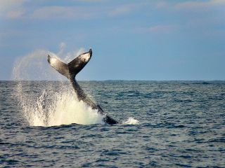 4名様以上のご予約がお得!冬の沖縄の風物詩ホエールウォッチングツアー 北谷発着☆