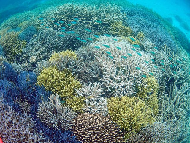 カラフルなサンゴが一面に広がる!