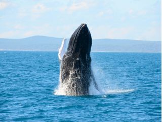 北半球の海から、7000kmの距離を南下してやってくるザトウクジラ。感動の対面を果たしましょう。