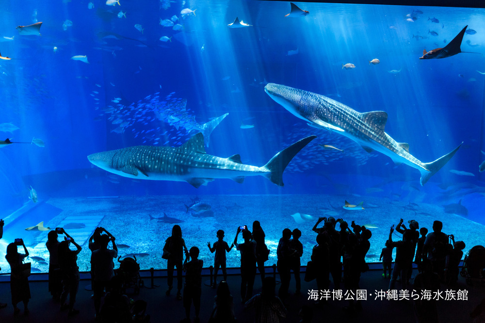 沖縄美ら海水族館入館チケットで2倍楽しもう!
