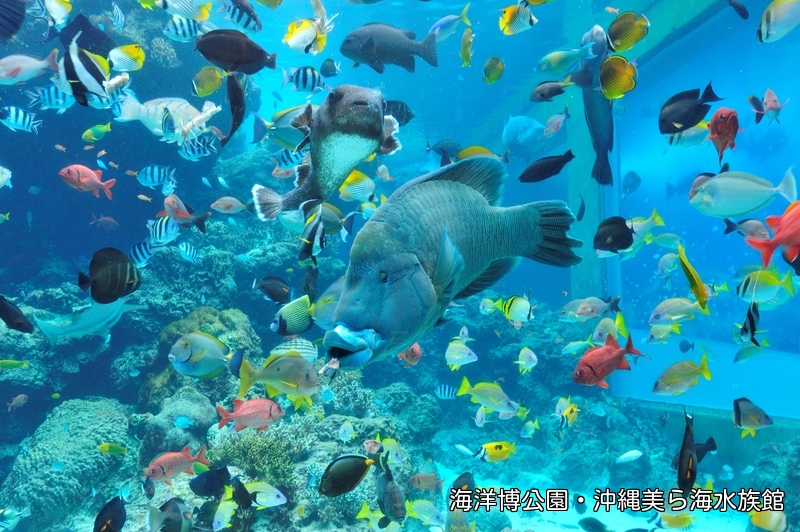 沖縄の神秘をありのままに。サンゴ礁を忠実に再現!