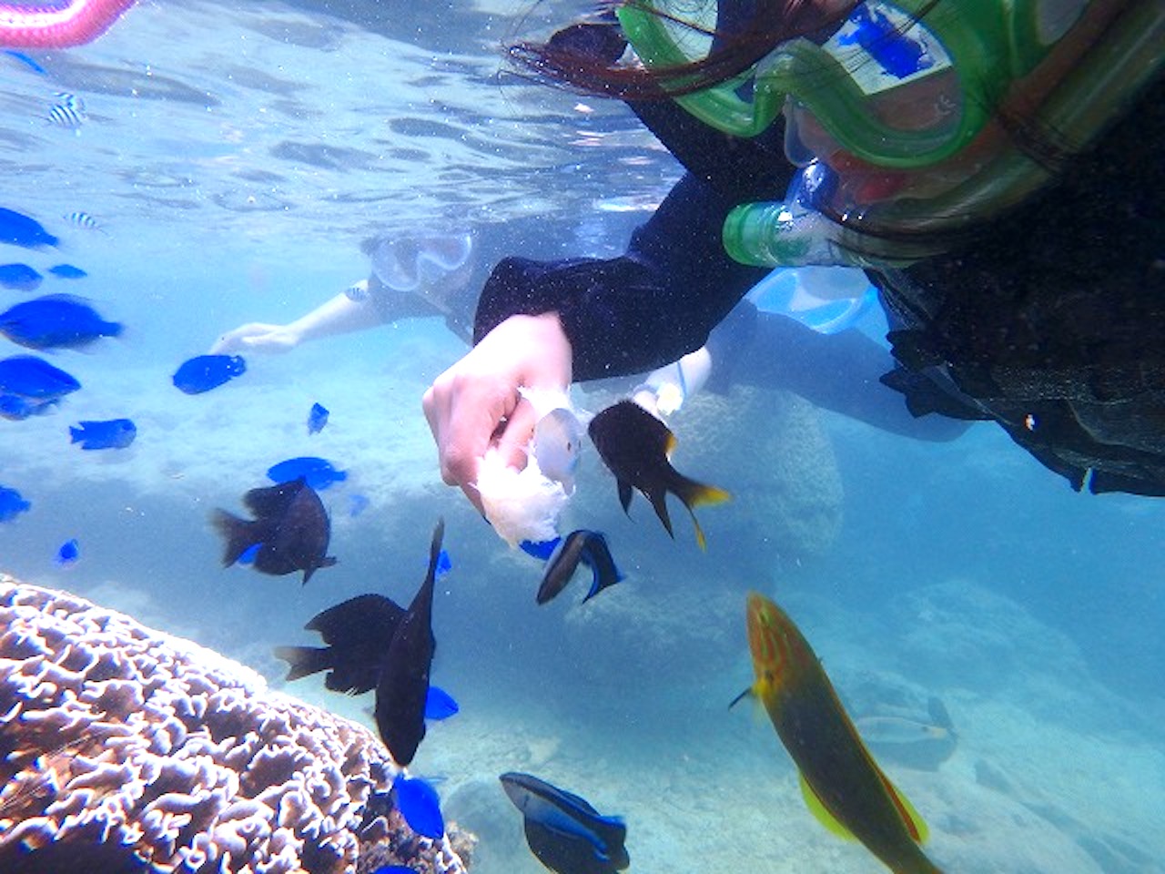 エサをあげると魚たちが集まってきますよ♪